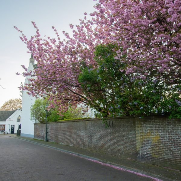 B&B De Drie Kelken - Straat in Amerongen