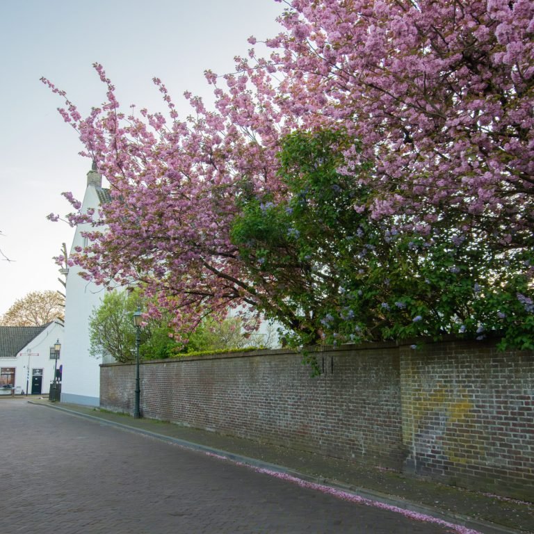 B&B De Drie Kelken - Straat in Amerongen